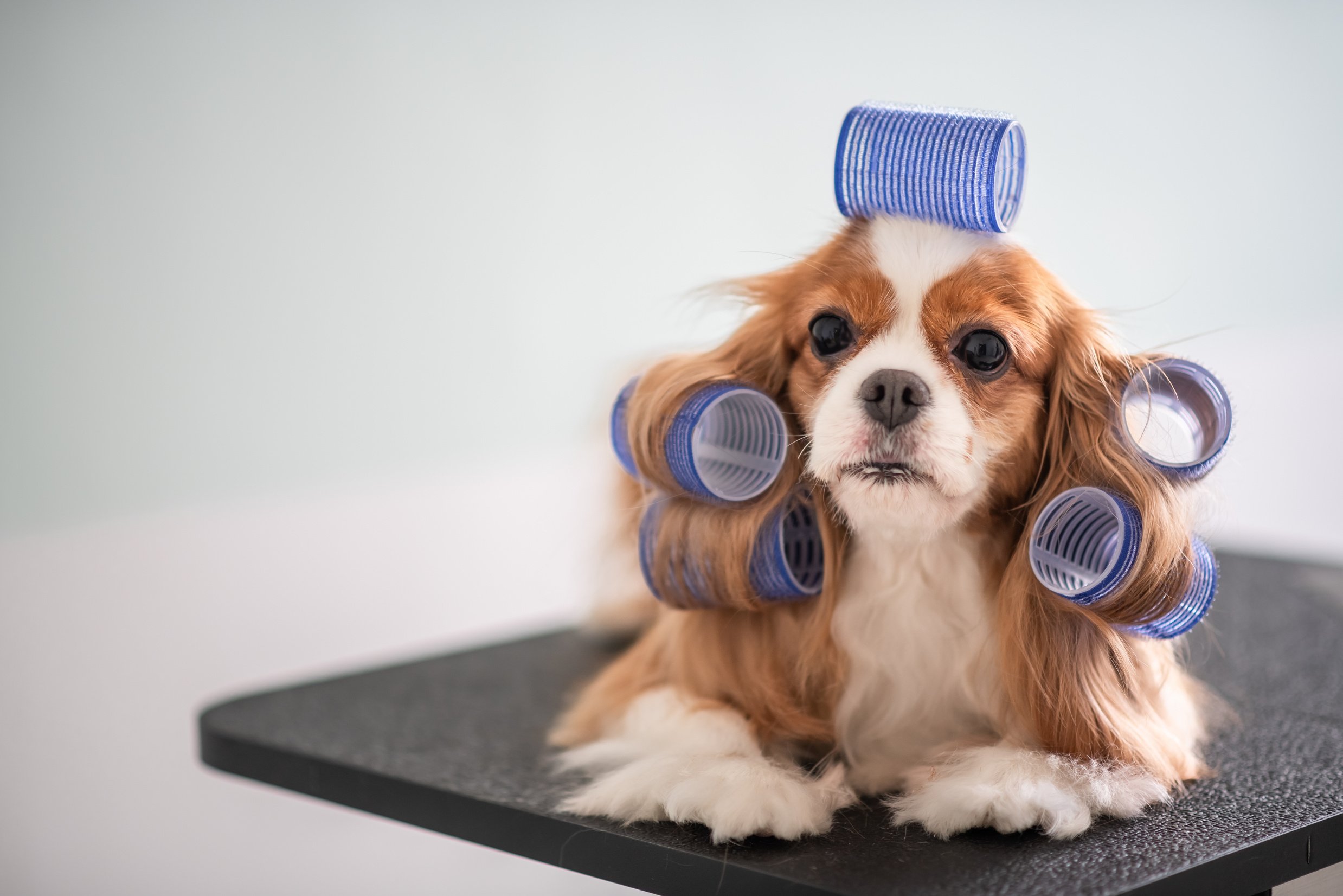 Cavalier King Charles Spaniel dog grooming session