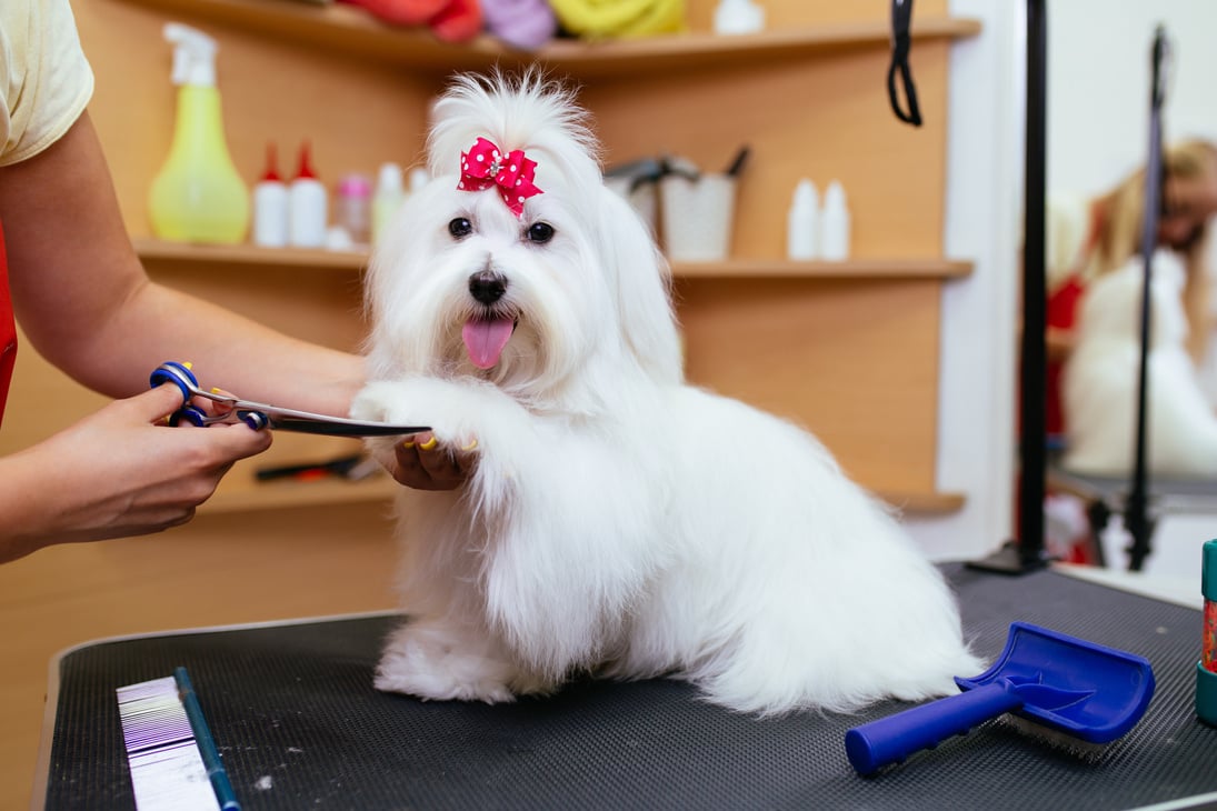 Maltese dog getting groomed