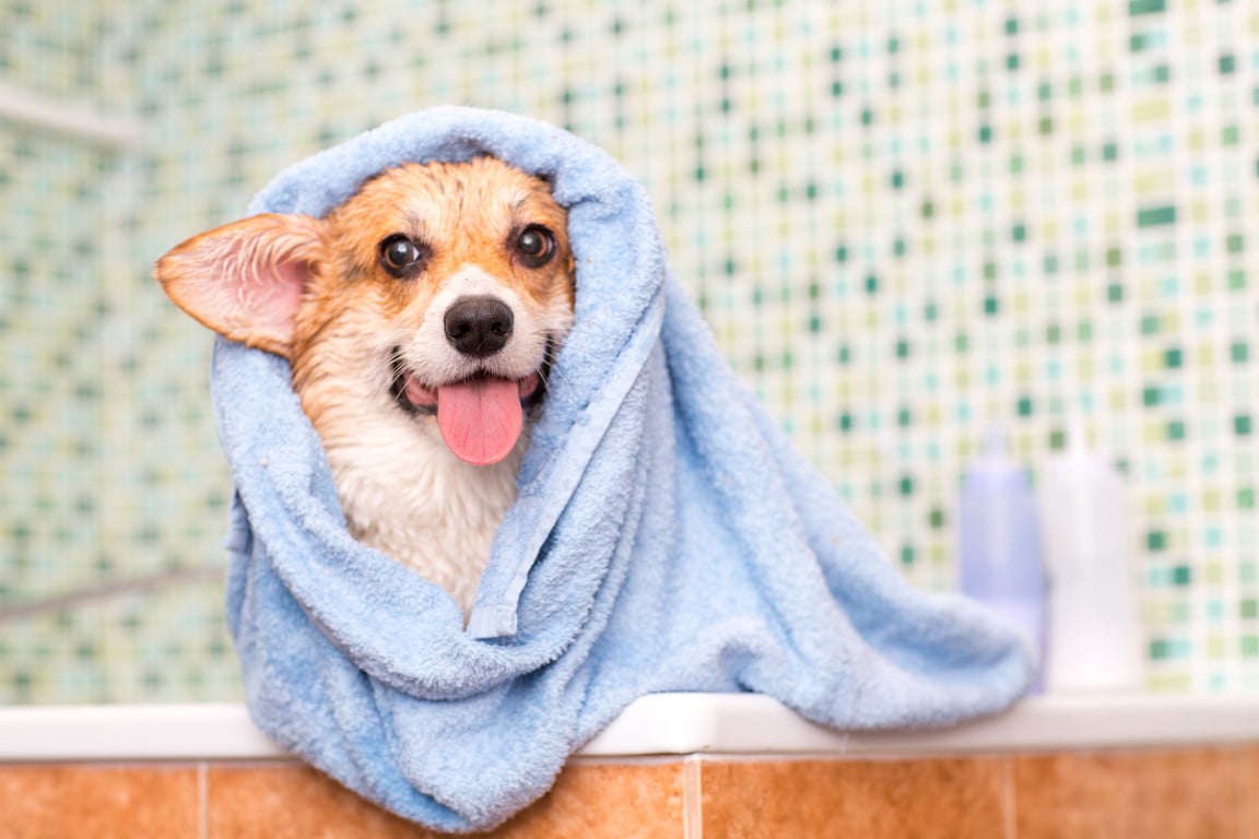 Corgi dog with towel after wash in the bathroom